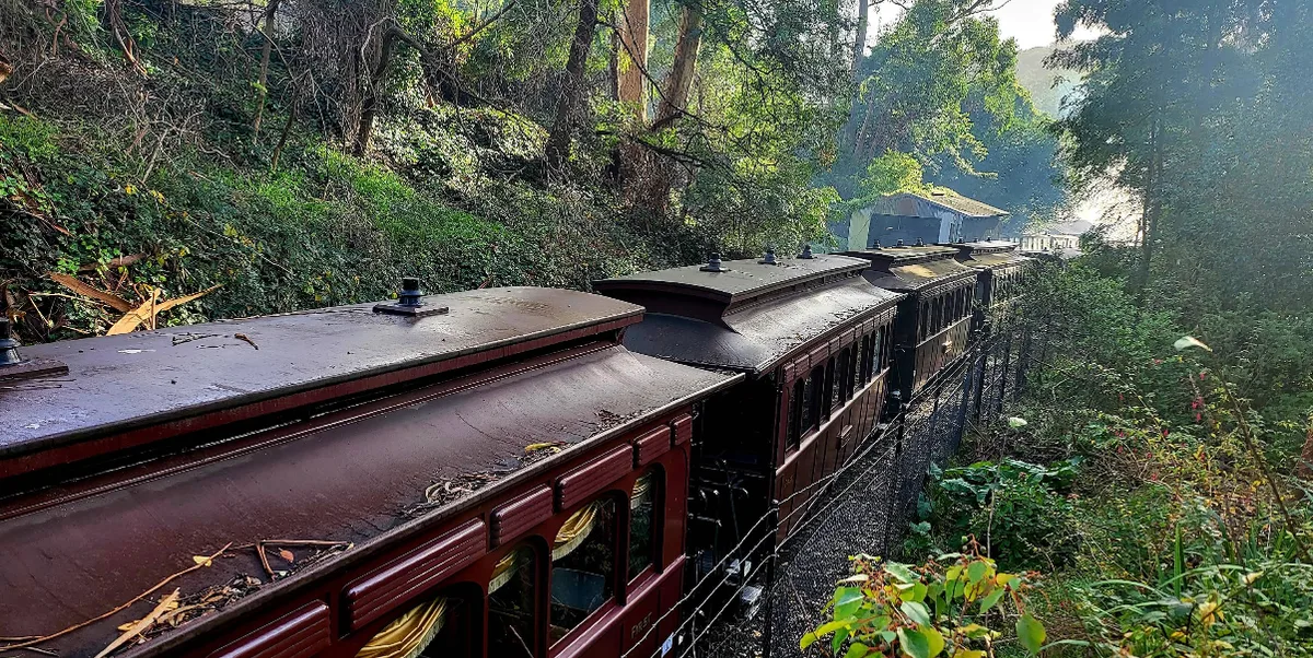 Maroon rooftops of train carriages winding through a lush green forested railway cutting bordered by ferns and tall trees.