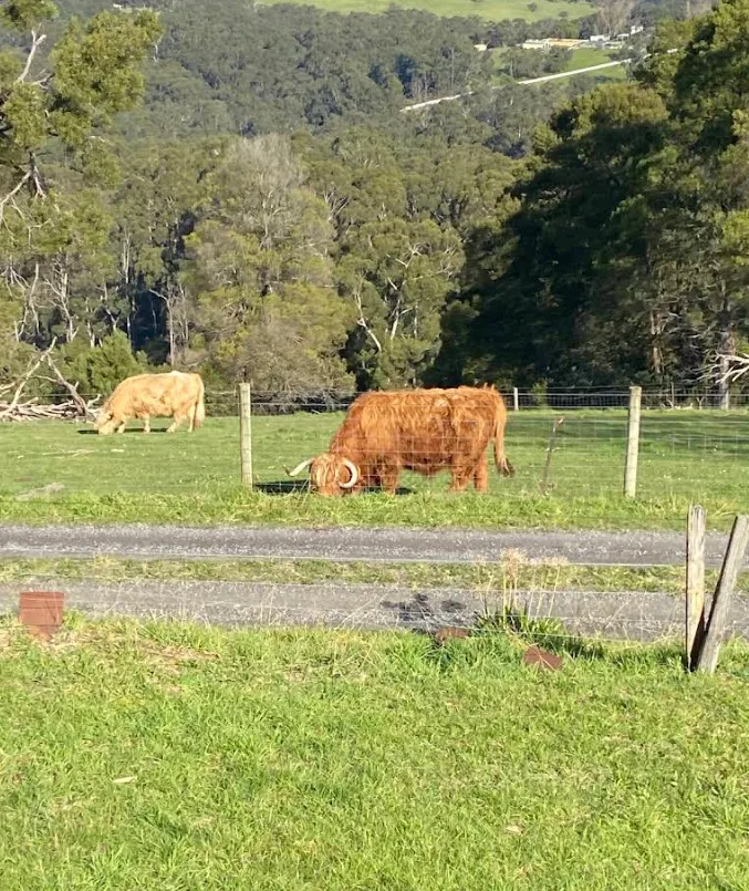 Two shaggy brown Highland cattle grazing in a green grassy paddock behind a wire fence with wooded hills behind.