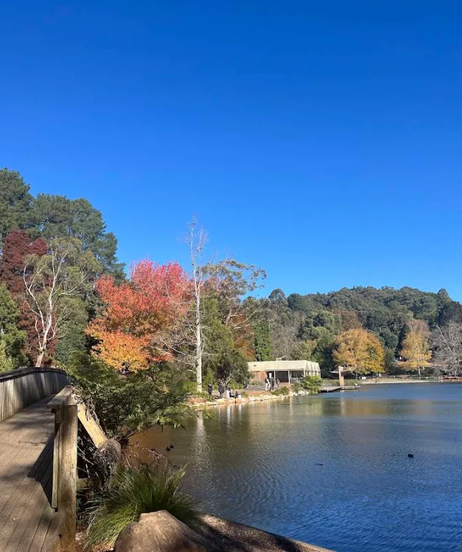 Curved timber footbridge boardwalk hugging a calm lake shoreline bordered by autumn trees with yellow leaves under a blue sky.